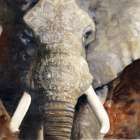Mandala Elephant Art Print by Stellar Design Studio