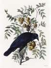 Vintage Crow 1 Art Print by Stellar Design Studio