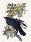 Vintage Crow 2 Art Print by Stellar Design Studio