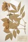 Herbarium 1 Art Print