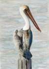 Brown Pelican 1 Art Print