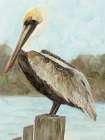 Brown Pelican 3 Art Print