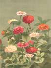 Antique Botanical Collection 1 Art Print by Stellar Design Studio