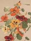 Antique Botanical Collection 2 Art Print by Stellar Design Studio
