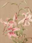 Antique Botanical Collection 3 Art Print by Stellar Design Studio