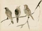 Song Birds Art Print by Stellar Design Studio