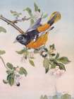 Spring Song Bird Art Print by Stellar Design Studio