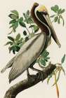 Audubon Brown Pelican Art Print by Stellar Design Studio