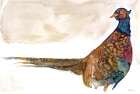 Pheasant 1 Art Print by Stellar Design Studio