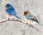 Eastern Bluebirds 1 Art Print by Stellar Design Studio