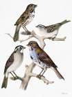 Birds on Branch Art Print by Stellar Design Studio