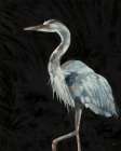Great Blue on Black Art Print