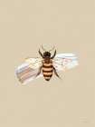 Pollen Portrait Art Print by Seven Trees Design