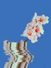 Blossoms in Balance Art Print