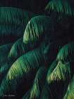  Palm Leaves   - by Seven Trees Design | Penny Lane | Seven Trees Design