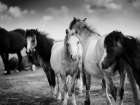 Black and White Horses Art Print by Seven Trees Design