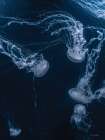 Deep Ocean Art Print by Seven Trees Design