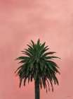 Pink Palm Art Print by Seven Trees Design