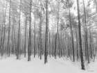 Let It Snow Forest Art Print by Seven Trees Design