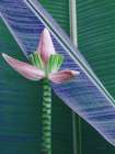 Banana Flower Art Print by Seven Trees Design