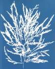 Blue Botanical I Art Print by Seven Trees Design