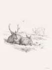 Reindeer Chilling Art Print by Seven Trees Design