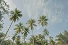 Magens Bay Palms Art Print