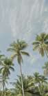Magens Bay Palms II (Triptych II) Art Print