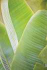 Banana Leaf I Art Print