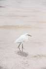Snowy Egret Art Print