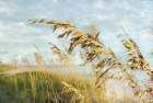 Shoreline Through the Sea Oats Art Deco Print