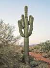 Sonoran Saguaro I Art Print