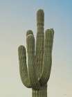 Sonoran Saguaro II Minimalist Print