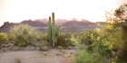 Sonoran Serenade Art Print