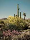 Sonoran Symphony Art Print