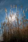 Sun Kissed Sea Oats Art Print