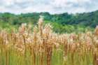 Bluestem in Bloom Art Print