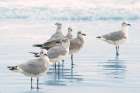 Shorebird Sentinel Art Print