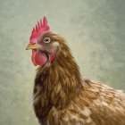 Hens Reverie Art Print