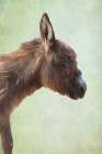 Willow the Donkey Art Print