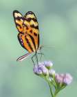 Delicate Dance I Art Print