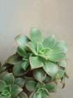 Flourishing Echeveria I Art Deco Print