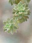 Flourishing Echeveria II Art Print