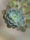 Flourishing Echeveria III Art Print