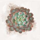 Succulent Collection I Art Print