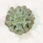 Succulent Collection II Art Print