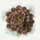 Succulent Collection III Art Deco Print