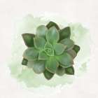 Succulent Collection IV Art Print