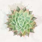 Succulent Collection V Minimalist Print