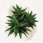 Succulent Collection VI Art Print